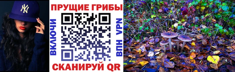 Псилоцибиновые грибы Psilocybine cubensis  Купить закладки  Нерехта 